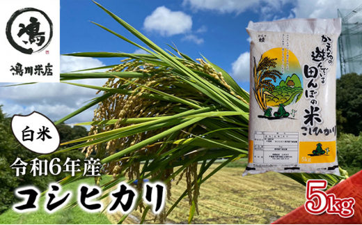 コシヒカリ　白米　5kg　令和6年産 [№5346-0382] 1276827 - 千葉県千葉市