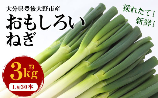 073-1182-1 豊後大野市産 おもしろいねぎ 3kg(Lサイズ30本) 長ねぎ 長ネギ 白ネギ 白ねぎ ネギ ねぎ 葱 白葱