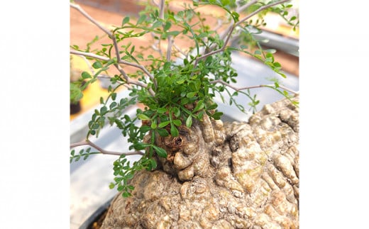 塊根植物の王様「オペルクリカリア・パキプス」（発根管理済）A - 千葉県袖ケ浦市｜ふるさとチョイス - ふるさと納税サイト