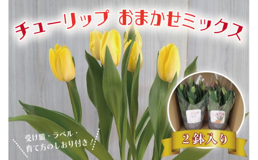 【2025年1月中旬より順次発送】チューリップ　2鉢入り　おまかせミックス(EH-1) 568545 - 茨城県行方市