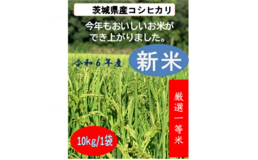 令和6年茨城県産　精米コシヒカリ　10kg【1548869】 1498363 - 茨城県かすみがうら市