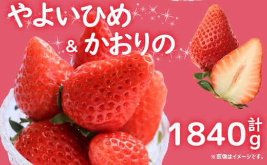 【 先行予約 】 訳あり いちご やよいひめ かおりの 2種セット 計1840g  苺 ストロベリー 果物 フルーツ ケーキ ゼリー ジュース アイス シャーベット チョコ フルーツサンド いちご大福 大福 洋菓子 和菓子 スイーツ デザート ジャム 不揃い 規格外 家庭用 甘い 人気 おすすめ お取り寄せ グルメ 徳島県 阿波市 Berry Mate Farm 1497922 - 徳島県阿波市