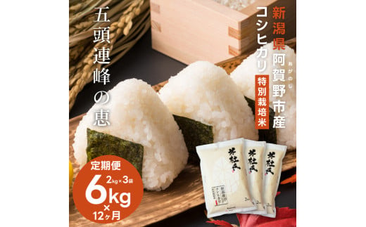 【新米】【12ヶ月定期便】新潟産 コシヒカリ 特別栽培米 6kg (2kg×3)×12回 米杜氏 壱成 白米 精米 1H40156 1498772 - 新潟県阿賀野市