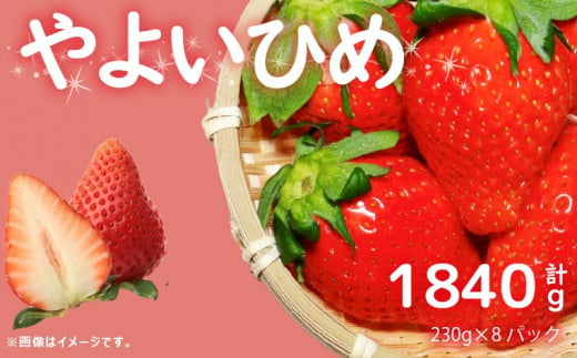 【 先行予約 】 訳あり いちご やよいひめ 計 1840g  果物 フルーツ やよい姫 家庭用 甘い 農家直送 徳島県 阿波市  1498096 - 徳島県阿波市