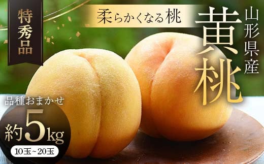 【令和7年産 先行受付】山形県産黄桃 約5kg(10～20玉) 品種おまかせ 特秀品 もも 果物 フルーツ FSY-2059 1541335 - 山形県山形県庁