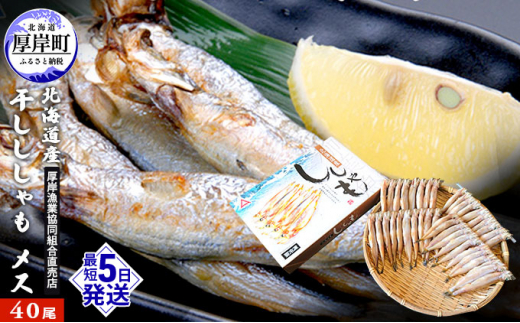 北海道産 干ししゃも メス40尾 北海道 干物 ひもの 魚 ししゃも シシャモ 魚貝類 