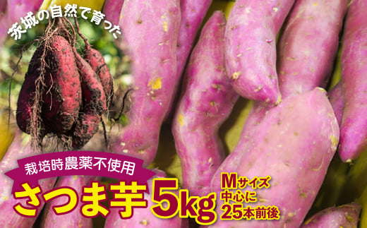 さつまいも　紅はるか　栽培期間中農薬不使用栽培　5kg【1358825】 698617 - 茨城県城里町