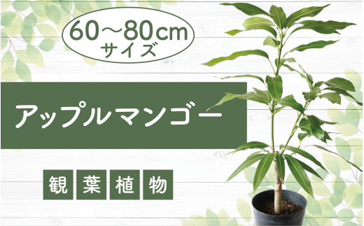 【観葉植物】アップルマンゴー苗木60cm～80cm(アーウィン種)3～4年生苗(前園植物園/025-1362) 南国鹿児島県で育った 観葉植物！植物 鉢付 インテリア 室内 オフィス おしゃれ プレゼント ギフト 開店祝い 移転祝い マイナスイオン【配送不可地域：北海道・沖縄県・離島】