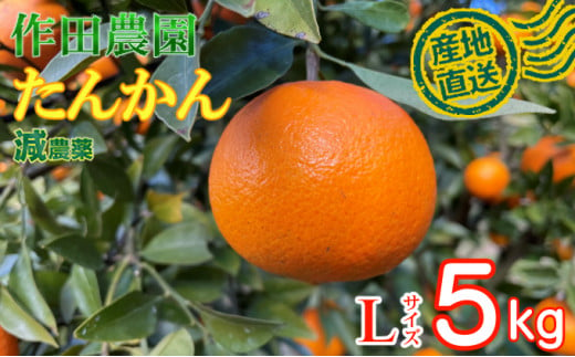 [訳あり]作田農園直送!タンカンLサイズ5kg _ 減農薬 有機肥料 たんかん くだもの 果物 フルーツ 柑橘 かんきつ 人気