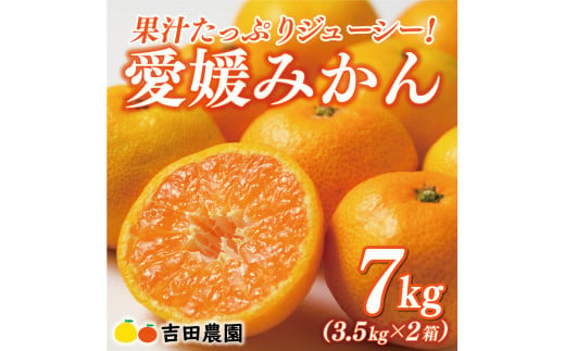 先行予約 愛媛みかん 合計 7kg ( 3.5kg × 2箱 ) 16000円 愛媛 みかん 温州みかん こたつ みかん mikan 蜜柑 ミカン 家庭用 贈答用 ギフト プレゼント お歳暮 産地直送 国産 農家直送 糖度 期間限定 数量限定 特産品 ゼリー ジュース アイス 人気 限定 甘い フルーツ 果物 柑橘 先行 事前 予約 受付 ビタミン 美味しい おいしい 愛南町 愛媛県 吉田農園