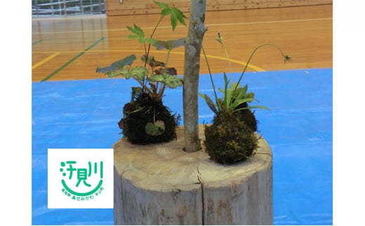 汗見川ふれあいの郷清流館「苔玉づくり体験」利用券 - 高知県本山町｜ふるさとチョイス - ふるさと納税サイト