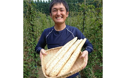 青森県五戸町のふるさと納税 ＜青森県五戸町特産＞長芋　10kg【1017943】