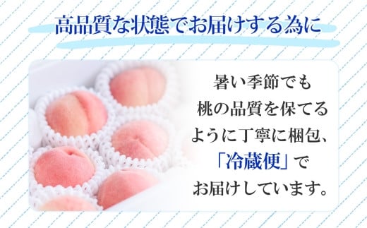 山梨県笛吹市のふるさと納税 ＜25年発送先行予約＞桃 秀品 1.5kg 大糖領 糖度12％以上※クール便配送 177-001 ｜もも 桃  大糖領 発送 山梨 笛吹市 糖度センサー 高糖度 化粧箱 希少 希少品種 桃 ピーチ 果物 フルーツ 新鮮 旬 発送 秀品 1.5kg 国産 モモ 笛吹市 桃 高級 もも 山梨県笛吹市 果物 ピーチ 2025年発送 高級品種 モモ 先行 贈答用 贈答 ギフト｜