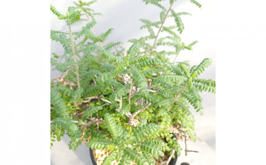 盆栽植物「ボスウェリア・ネグレクタ」(発根管理済)A - 千葉県 盆栽植物「ボスウェリア・ネグレクタ」(発根管理済)A - 千葉県