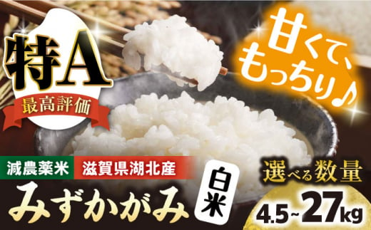 令和6年産【新米】 滋賀県湖北産 湖北のみずかがみ 4.5kg (白米)　滋賀県長浜市/株式会社エース物産[AQAK018] 1029923 - 滋賀県長浜市