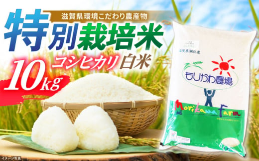 【新米：令和6年産】滋賀県産 低農薬 有機肥料栽培 コシヒカリ 白米 10Kg　滋賀県長浜市/有限会社もりかわ農場 [AQBL007] 米 お米 白米 新米 10kg  米 お米 ご飯 ごはん ゴハン 1310545 - 滋賀県長浜市