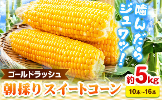 朝採りスイートコーン(ゴールドラッシュ) 約5kg 10本～16本入り アグリサポート美馬《6月上旬‐6月末頃出荷》徳島県 美馬市 とうもろこし スイートコーントウモロコシ コーン ゴールドラッシュ 野菜 青果物 送料無料 st-p 906632 - 徳島県美馬市