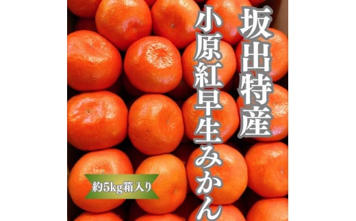 坂出特産　小原紅早生みかん約5kg(約50個） MまたはLサイズ 1499831 - 香川県坂出市