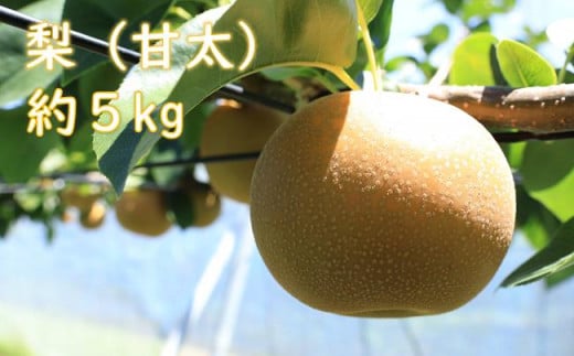 梨（甘太）（約５kg）【2025年発送分】 576364 - 千葉県一宮町