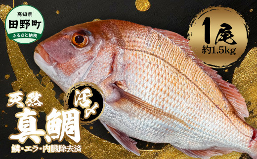 〜四国一小さなまち〜 活き〆天然真鯛 約1.5kg 1尾(鱗・エラ・内臓除去済)1.5キロ 真鯛 マダイ まだい 活き締め 刺身 さしみ お寿司 カルパッチョ 魚 海鮮 魚介 新鮮 国産 おかず 和食