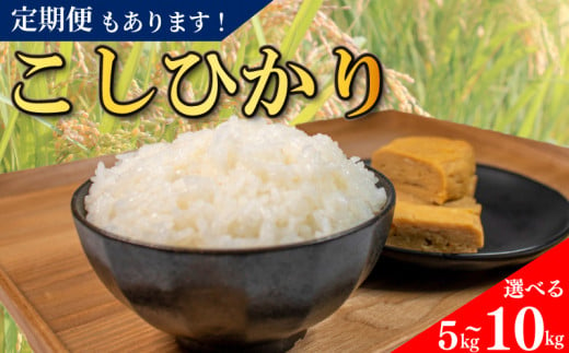 コシヒカリ 無洗米 5kg 10kg 定期便 令和6年産 米 こめ ご飯 ごはん おにぎり 白米 精米 新米 無洗米 卵かけご飯 食品 備蓄 備蓄米 保存 防災 ギフト 贈答 プレゼント お取り寄せ グルメ 送料無料 徳島県 阿波市 須見商店