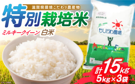 【新米：令和6年産】滋賀県 低農薬栽培 ミルキークイーン 白米 5kg×3袋　滋賀県長浜市/有限会社もりかわ農場 [AQBL020] 米 お米 白米 新米 15kg  米 お米 ご飯 ごはん ゴハン 1310547 - 滋賀県長浜市