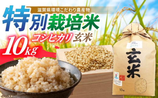 【新米：令和6年産】滋賀県産 低農薬 有機肥料栽培 コシヒカリ 玄米 10Kg　滋賀県長浜市/有限会社もりかわ農場 [AQBL008] 米 お米 玄米 新米 10kg  米 お米 ご飯 ごはん ゴハン 1310546 - 滋賀県長浜市