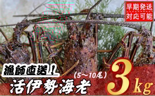【漁師直送】活伊勢海老３kg〈お刺身・お鍋などにおすすめ〉伊勢海老 伊勢エビ 伊勢 海老 エビ イセエビ 生きたまま発送 刺身 焼き物 お味噌汁 鍋 ボイル エビフライ アレンジ可 産地直送 職人厳選 新鮮 海鮮 高知県 室戸市