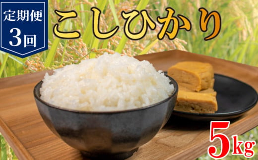 定期便 3回 コシヒカリ 無洗米 5kg 令和6年産 米 こめ ご飯 ごはん おにぎり 白米 精米 新米 無洗米 卵かけご飯 食品 備蓄 備蓄米 保存 防災 ギフト 贈答 プレゼント お取り寄せ グルメ 送料無料 徳島県 阿波市 須見商店 1500815 - 徳島県阿波市