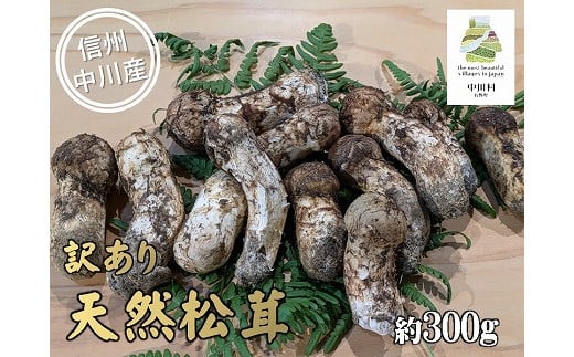 中川村の秋の味覚　松茸（訳あり）　約300g 1500804 - 長野県中川村