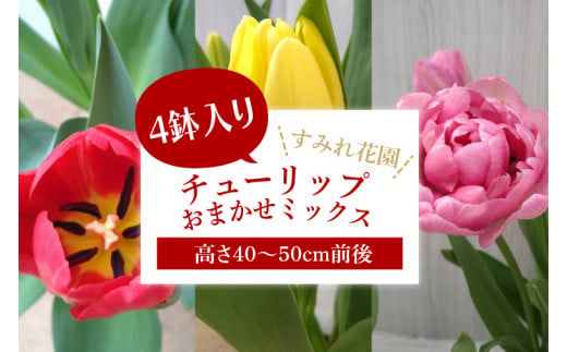 【2025年2月より発送】【訳あり】チューリップ　4鉢入り　おまかせミックス(EH-21) 1506159 - 茨城県行方市