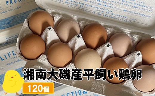 湘南大磯産平飼い鶏卵 120個＜2024年12月1日出荷開始～2025年6月30日出荷終了＞【 たまご 神奈川県 大磯町 】 1501356 - 神奈川県大磯町