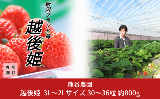 越後姫 3L〜2Lサイズ 30〜36粒 約800g いちご [2024年12月〜2025年2月発送予定] [熊谷農園] 