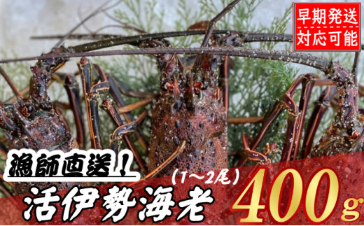 【漁師直送】活伊勢海老４００ｇ〈お刺身・お鍋などにおすすめ〉伊勢海老 伊勢エビ 伊勢 海老 エビ イセエビ 生きたまま発送 刺身 焼き物 お味噌汁 鍋 ボイル エビフライ アレンジ可 産地直送 職人厳選 新鮮 海鮮 高知県 室戸市