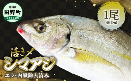 〜四国一小さなまち〜 活き〆天然縞鯵 約1kg 1尾(エラ・内臓除去済)活き締め 1キロ あじ アジ 刺身 なめろう お寿司 アジフライ 南蛮漬け 新鮮 魚 海鮮 国産 お取り寄せ 天然 おかず 和食