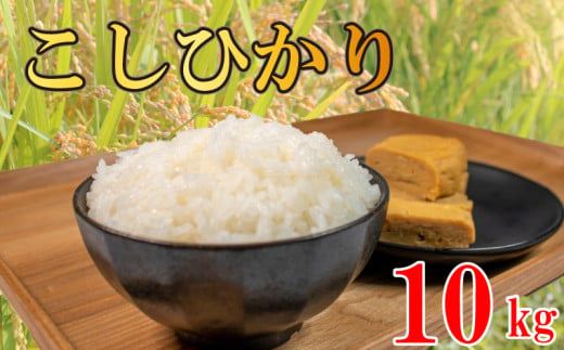 コシヒカリ 無洗米 10kg 令和6年産 米 こめ ご飯 ごはん おにぎり 白米 精米 新米 無洗米 卵かけご飯 食品 備蓄 備蓄米 保存 防災 ギフト 贈答 プレゼント お取り寄せ グルメ 送料無料 徳島県 阿波市 須見商店 1500814 - 徳島県阿波市