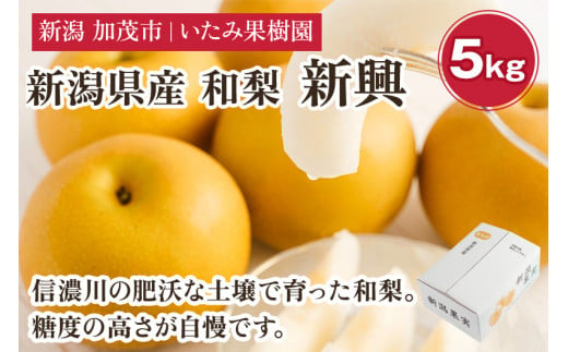 【2024年先行予約】 【厳選】新潟県産 和梨 新興 5kg（7～12玉））《10月下旬以降発送》果物 フルーツ しんこう 加茂市 いたみ果樹園 1500583 - 新潟県加茂市