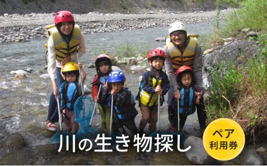 川の生き物探し【体験チケット】体験 チケット 自然 川 釣り 北海道 日高町