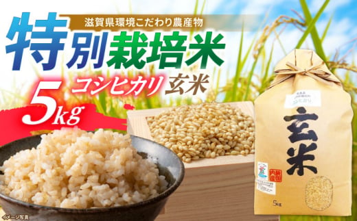 【新米：令和6年産】滋賀県産 低農薬有機肥料栽培 コシヒカリ 玄米5Kg 令和6年産 滋賀県長浜市/有限会社もりかわ農場 [AQBL002] 米 お米 玄米 新米 5kg  米 お米 ご飯 ごはん ゴハン 1310539 - 滋賀県長浜市