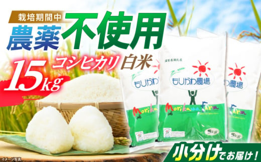 【新米：令和6年産】栽培期間中 農薬不使用 滋賀県産 特別栽培米 コシヒカリ 白米 5Kg×3袋 令和6年産 滋賀県長浜市/有限会社もりかわ農場 [AQBL005] 米 お米 白米 新米 15kg  米 お米 ご飯 ごはん ゴハン 1310543 - 滋賀県長浜市