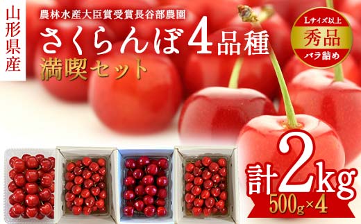 [希少数量限定]農林水産大臣賞受賞 長谷部農園 さくらんぼ 贅沢三昧 500g バラ詰め×4品種 合計2kg 満喫セット[佐藤錦・鷹山・南陽・紅てまり] 秀品 Lサイズ以上 桜桃 山形県産 さくらんぼ [先行予約 2025年度6月発送開始]