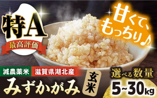 令和6年産【新米】 滋賀県湖北産 湖北のみずかがみ 5kg(玄米)　滋賀県長浜市/株式会社エース物産[AQAK017] 1029922 - 滋賀県長浜市