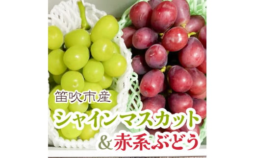 [まだ間に合う!24年発送]シャインマスカット&赤系ぶどう 各1房(2房合計1kg程度) 231-004