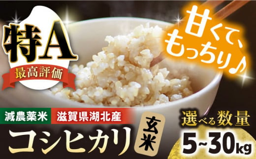 令和6年産【新米】 滋賀県湖北産 湖北のコシヒカリ 5kg(玄米)　滋賀県長浜市/株式会社エース物産[AQAK001] 1502364 - 滋賀県長浜市