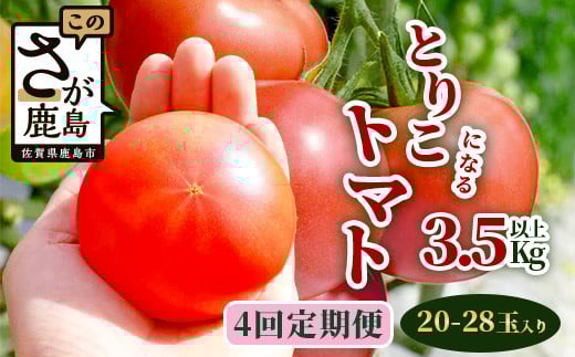 【先行予約】 たにぐちファーム とりこになるトマト 【3.5kg以上×4回定期便】【2024年12月から出荷】Ricotomato とりこになる トマト [定期便 野菜定期便 定期 野菜 トマト 新鮮 サラダ 生野菜 とまと おすすめ 送料無料] D-160 418930 - 佐賀県鹿島市
