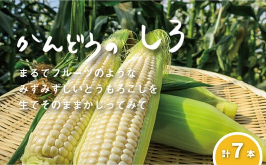 【先行予約】大地の恵み「とうもろこし（ホワイト）」7本　北海道 栗山町 産地直送　YB033 524935 - 北海道栗山町