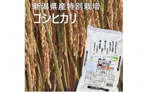 特別栽培米 新潟コシヒカリ5kg お米 こしひかり 白米 精米 米 コメ ご飯 ごはん 新潟県産 1502605 - 新潟県新潟市