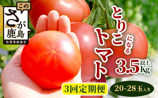 【先行予約】 たにぐちファーム とりこになるトマト【3.5kg以上×3回定期便】【2024年12月から出荷】 Ricotomato トマト [定期便 野菜定期便 定期 野菜 トマト 新鮮 サラダ 生野菜 とまと おすすめ 送料無料] C-84 418895 - 佐賀県鹿島市