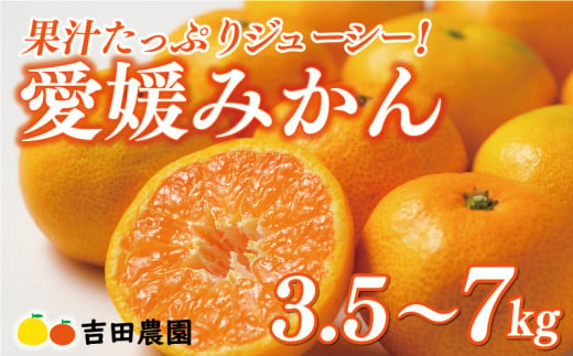 選べる内容量 3.5kg 〜 7kg 先行予約 訳あり 贈答用 愛媛みかん 3.5kg 5kg 7kg 7000円 8000円 10000円 愛媛 みかん 温州みかん こたつ みかん mikan 蜜柑 ミカン 家庭用 産地直送 国産 農家直送 糖度 期間限定 数量限定 特産品 ゼリー ジュース アイス 人気 限定 甘い フルーツ 果物 柑橘 美味しい おいしい お歳暮 愛南町 愛媛県 吉田農園