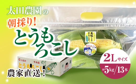 【先行予約/2025年6月中旬～6月末発送予定】農家直送!太田農園の朝採り とうもろこし 2L 13本　SMBW003 1500254 - 千葉県山武市